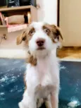 Pablo