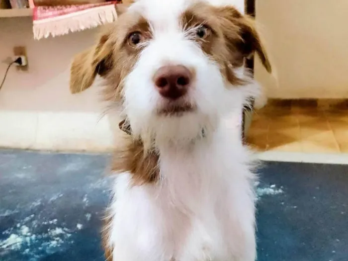 Cachorro ra a SRD-ViraLata idade 2 anos nome Pablo
