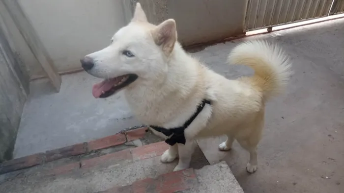 Cachorro ra a Husky Siberiano idade 2 anos nome Atlas