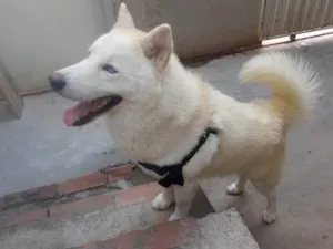 Cachorro raça Husky Siberiano idade 2 anos nome Atlas