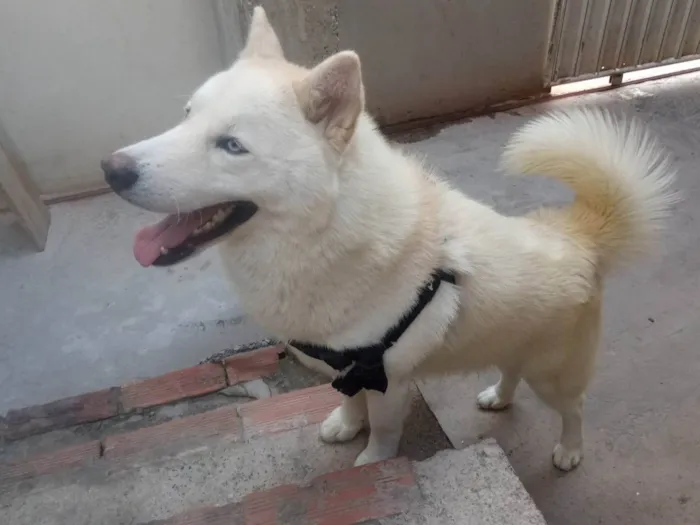 Cachorro ra a Husky Siberiano idade 2 anos nome Atlas