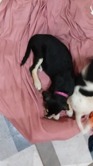 Cachorro raça SRD-ViraLata idade Abaixo de 2 meses nome Negona e branquela