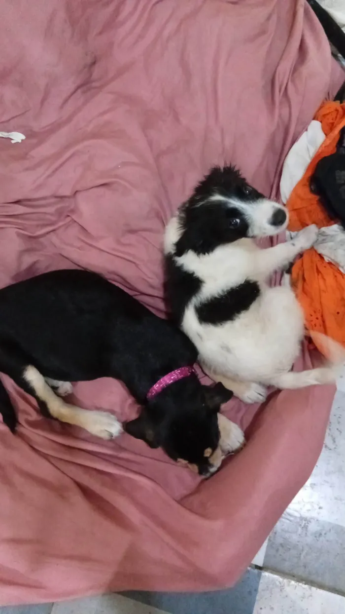 Cachorro ra a SRD-ViraLata idade Abaixo de 2 meses nome Negona e branquela