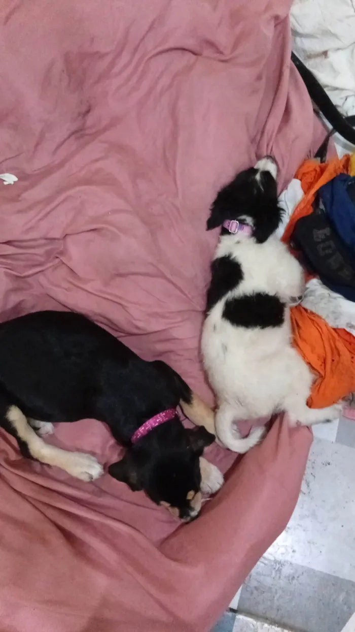Cachorro ra a SRD-ViraLata idade Abaixo de 2 meses nome Negona e branquela