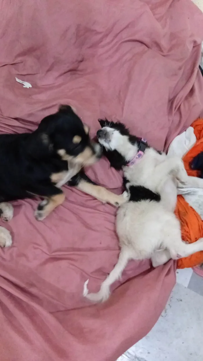 Cachorro ra a SRD-ViraLata idade Abaixo de 2 meses nome Negona e branquela