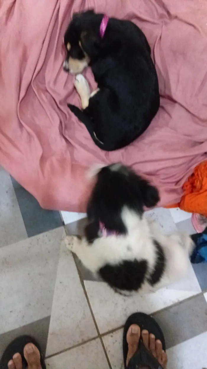 Cachorro ra a SRD-ViraLata idade Abaixo de 2 meses nome Negona e branquela