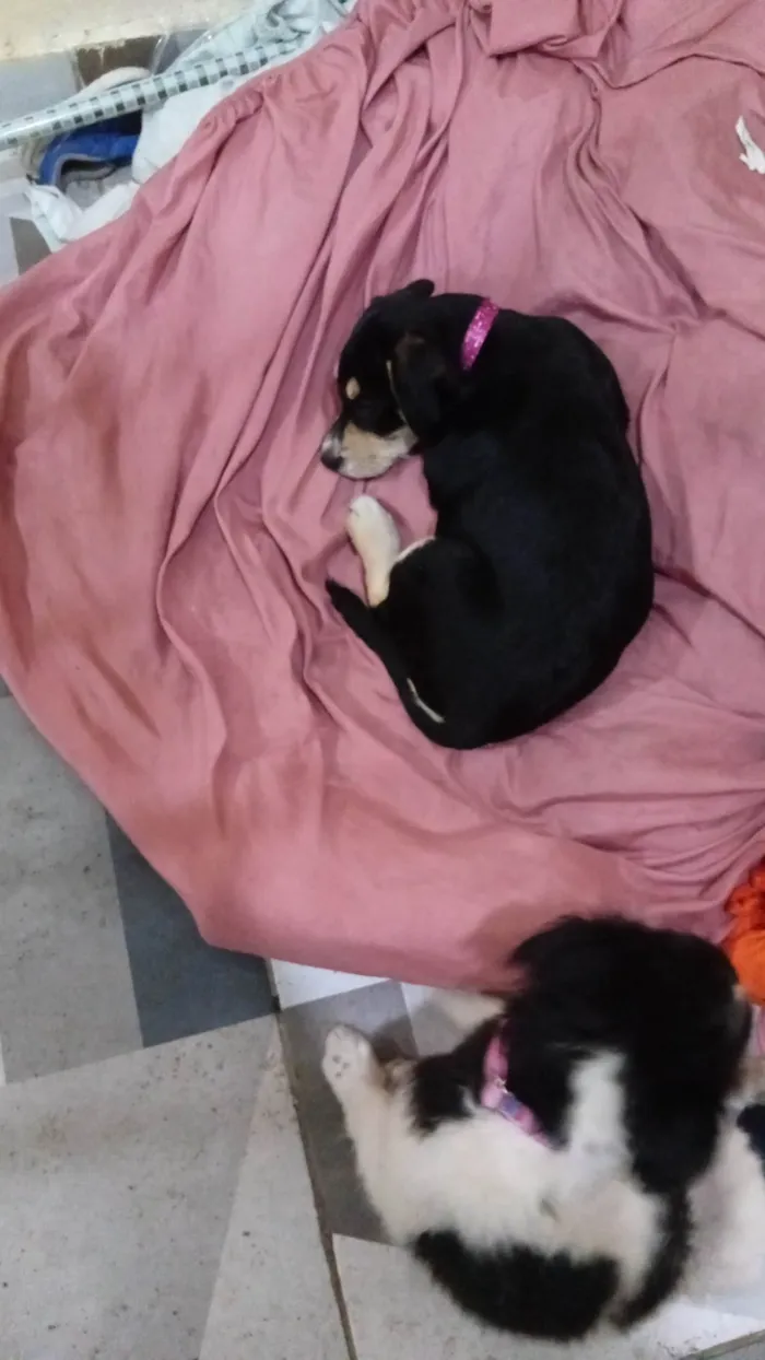 Cachorro ra a SRD-ViraLata idade Abaixo de 2 meses nome Negona e branquela