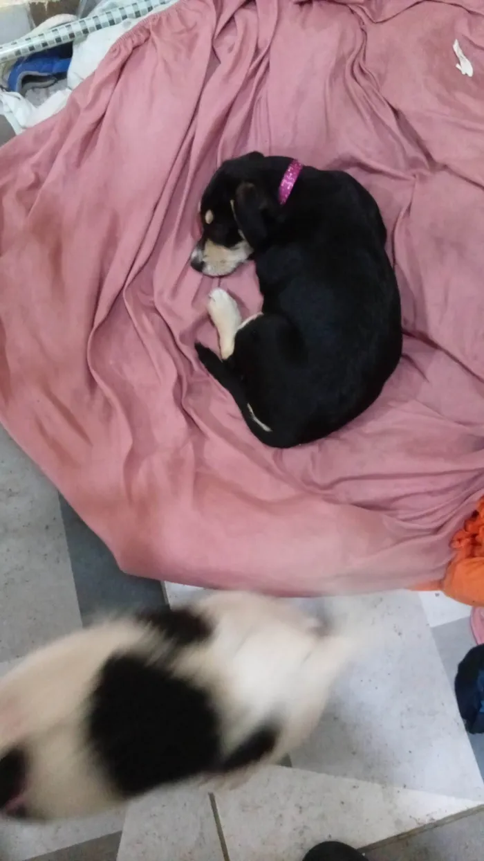 Cachorro ra a SRD-ViraLata idade Abaixo de 2 meses nome Negona e branquela