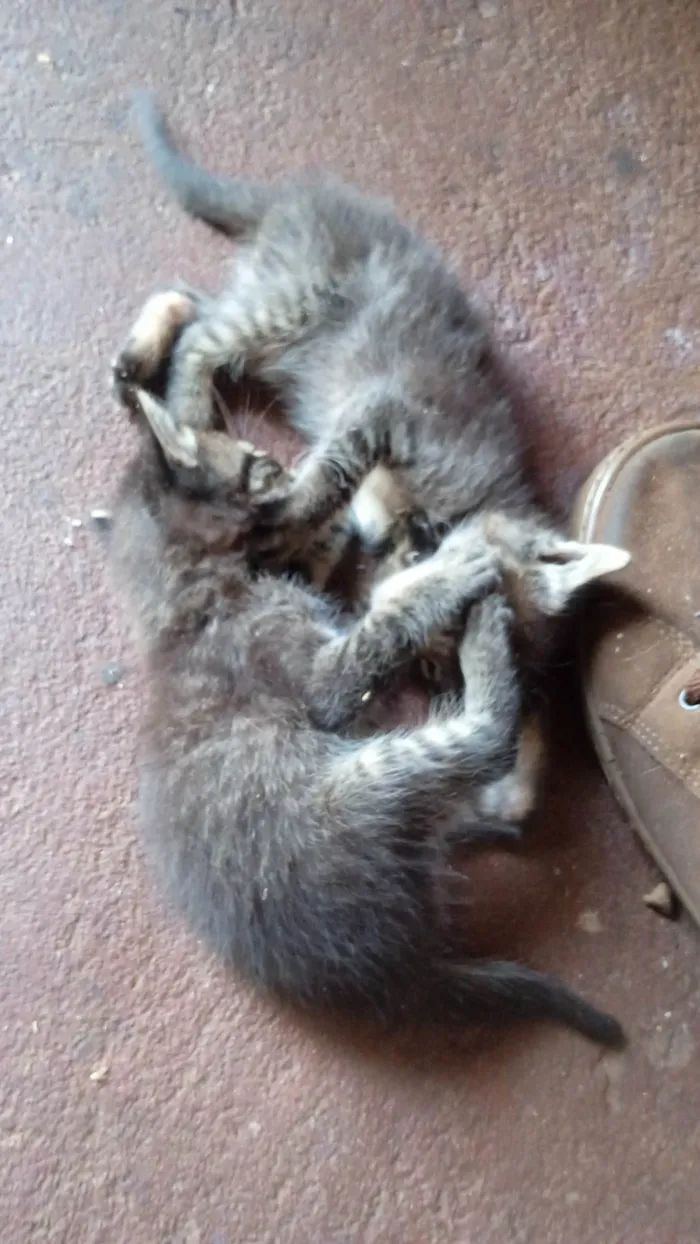 Gato ra a SRD-ViraLata idade 2 a 6 meses nome Wellyson Rocha Santos