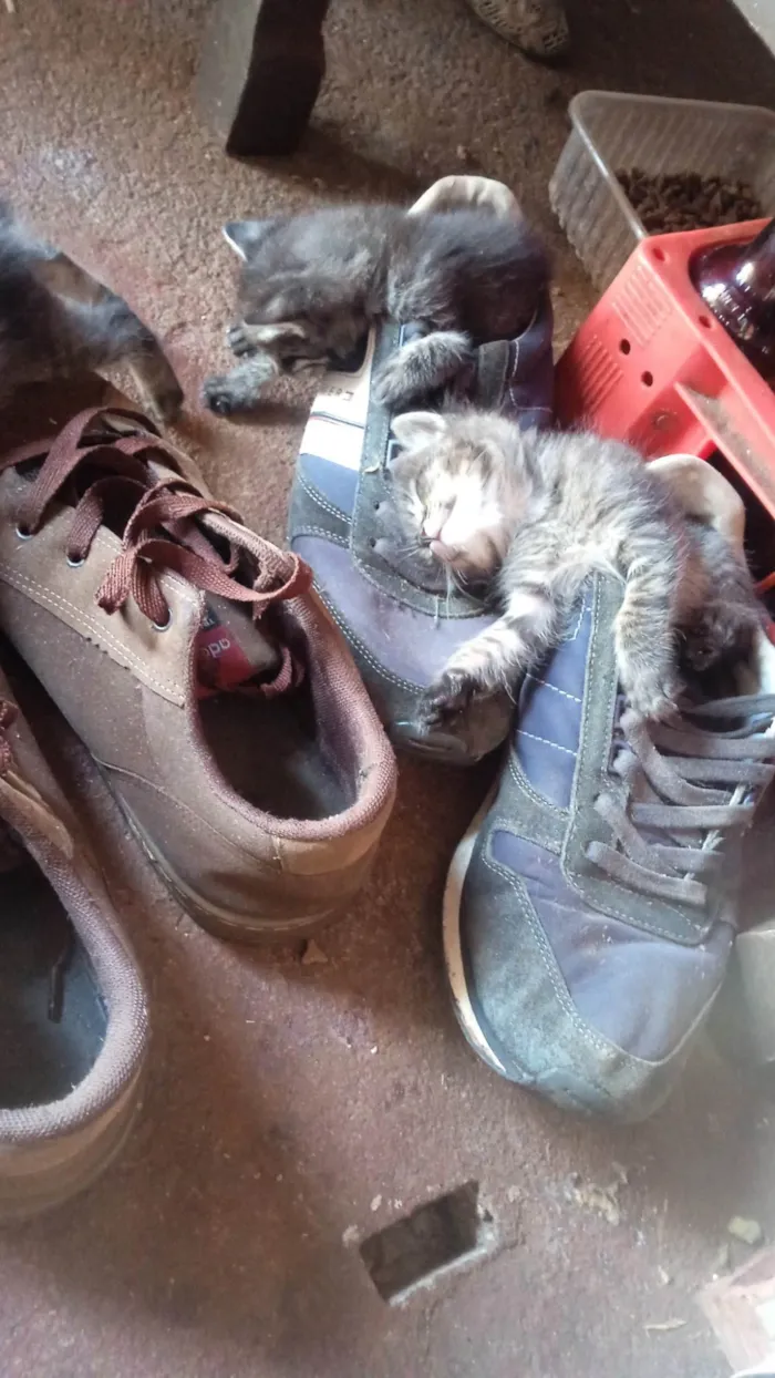 Gato ra a SRD-ViraLata idade 2 a 6 meses nome Wellyson Rocha Santos