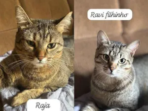 Gato raça SRD-ViraLata idade 1 ano nome Raja, Raika, Ravi e Rayan 