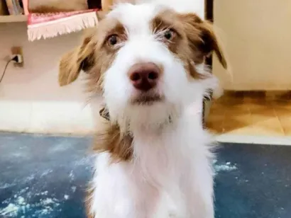 Cachorro raça SRD-ViraLata idade 2 anos nome Pablo