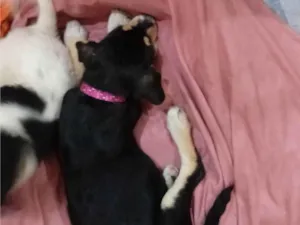 Cachorro raça SRD-ViraLata idade Abaixo de 2 meses nome Negona e branquela
