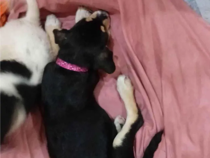 Cachorro ra a SRD-ViraLata idade Abaixo de 2 meses nome Negona e branquela