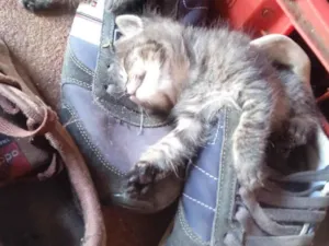 Gato raça SRD-ViraLata idade 2 a 6 meses nome Wellyson Rocha Santos