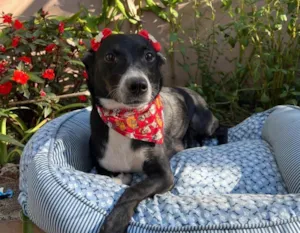 Cachorro raça SRD-ViraLata idade 3 anos nome Juliana 