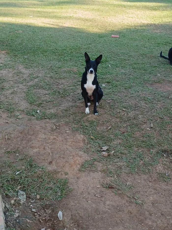 Cachorro ra a SRD-ViraLata idade 3 anos nome Juliana 