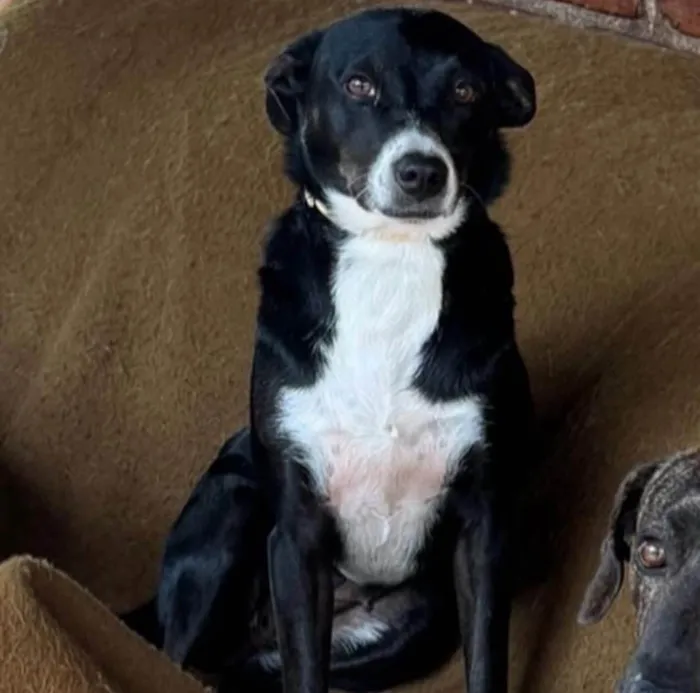 Cachorro ra a SRD-ViraLata idade 3 anos nome Juliana 