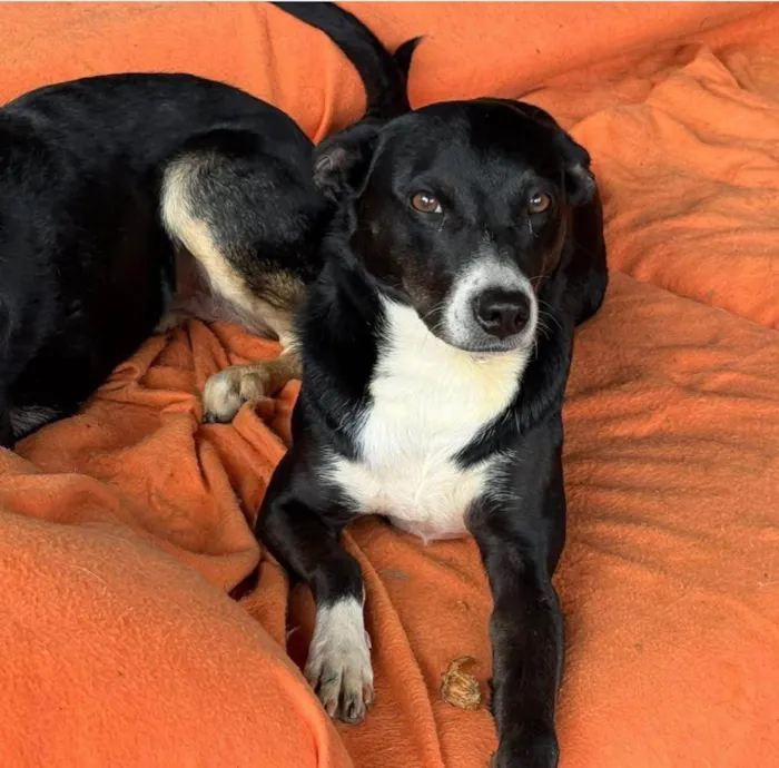 Cachorro ra a SRD-ViraLata idade 3 anos nome Juliana 