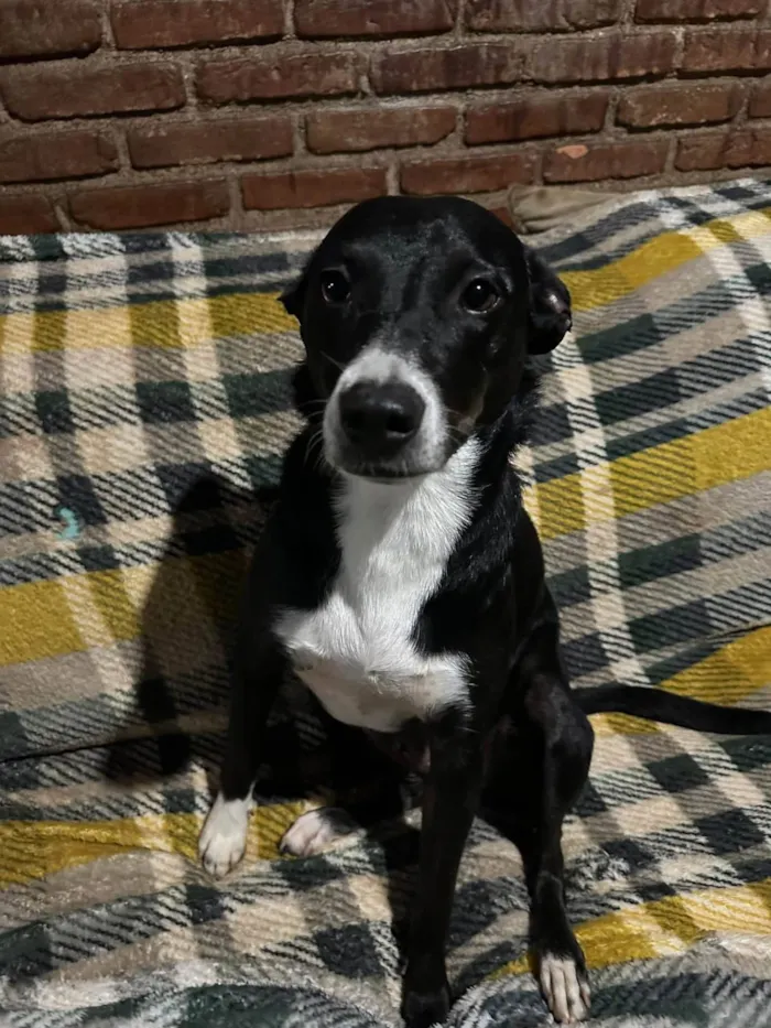 Cachorro ra a SRD-ViraLata idade 3 anos nome Juliana 
