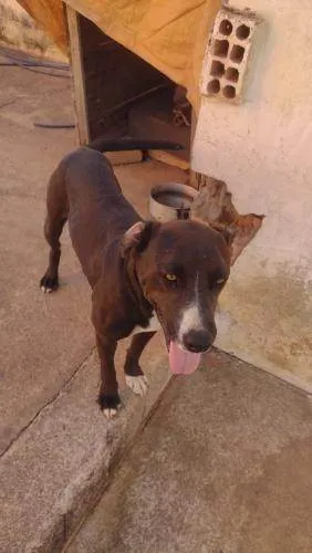 Cachorro ra a Pit-Bull idade 3 anos nome Kiara silva