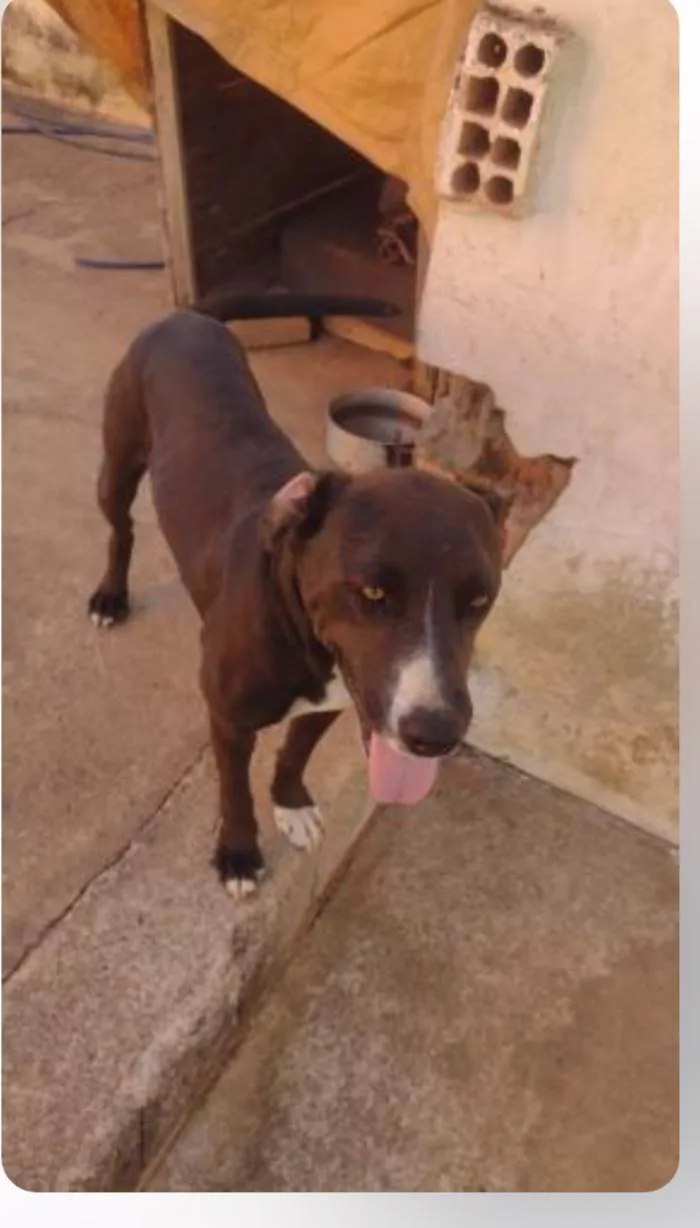 Cachorro ra a Pit-Bull idade 3 anos nome Kiara silva