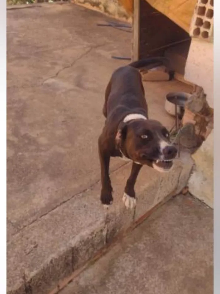 Cachorro ra a Pit-Bull idade 3 anos nome Kiara silva