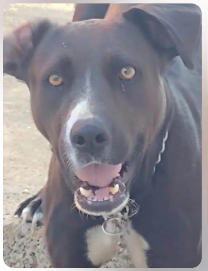 Cachorro ra a Pit-Bull idade 3 anos nome Kiara silva