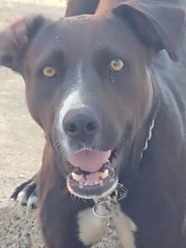 Cachorro ra a Pit-Bull idade 3 anos nome Kiara silva