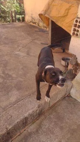 Cachorro ra a Pit-Bull idade 3 anos nome Kiara silva