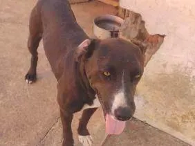 Cachorro ra a Pit-Bull idade 3 anos nome Kiara silva