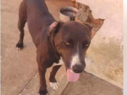 Cachorro raça Pit-Bull idade 3 anos nome Kiara silva