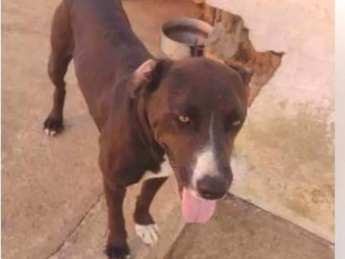 Cachorro ra a Pit-Bull idade 3 anos nome Kiara silva