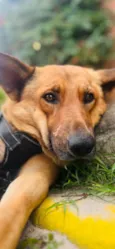 Caramelo k9
