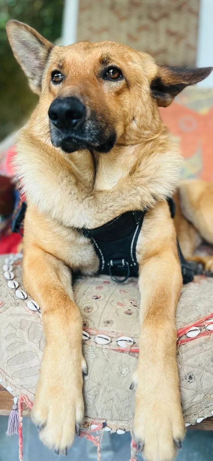 Cachorro ra a Pastor Alemão idade 1 ano nome Caramelo k9
