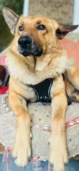 Caramelo k9
