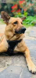 Caramelo k9