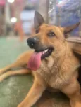 Caramelo k9