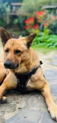 Caramelo k9