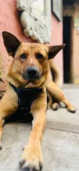 Caramelo k9