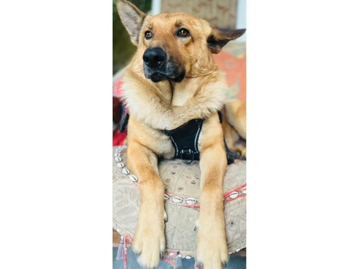 Cachorro ra a Pastor Alemão idade 1 ano nome Caramelo k9