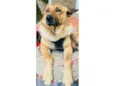 Caramelo k9