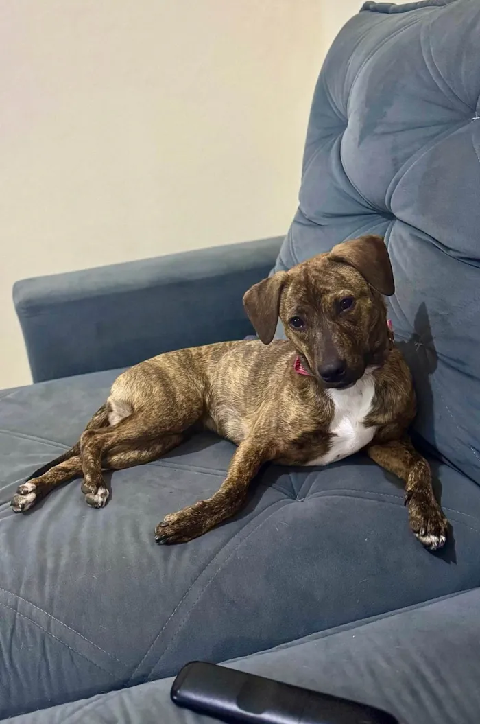Cachorro ra a SRD-ViraLata idade 7 a 11 meses nome Mabel