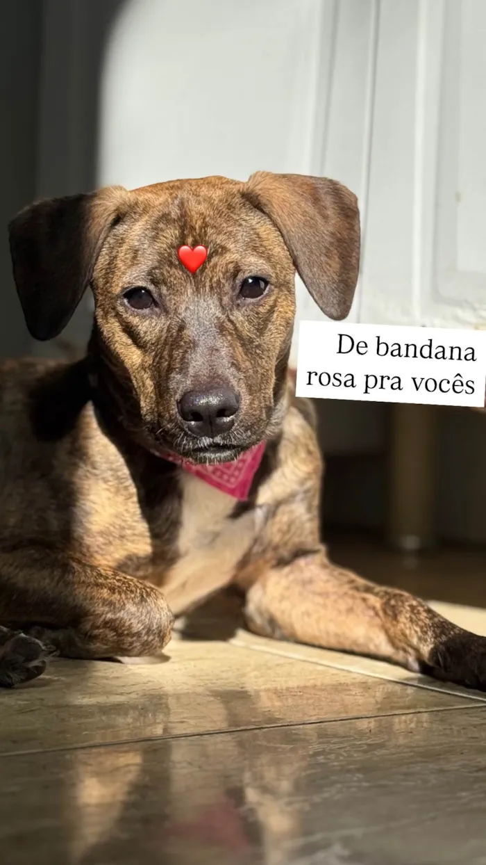 Cachorro ra a SRD-ViraLata idade 7 a 11 meses nome Mabel