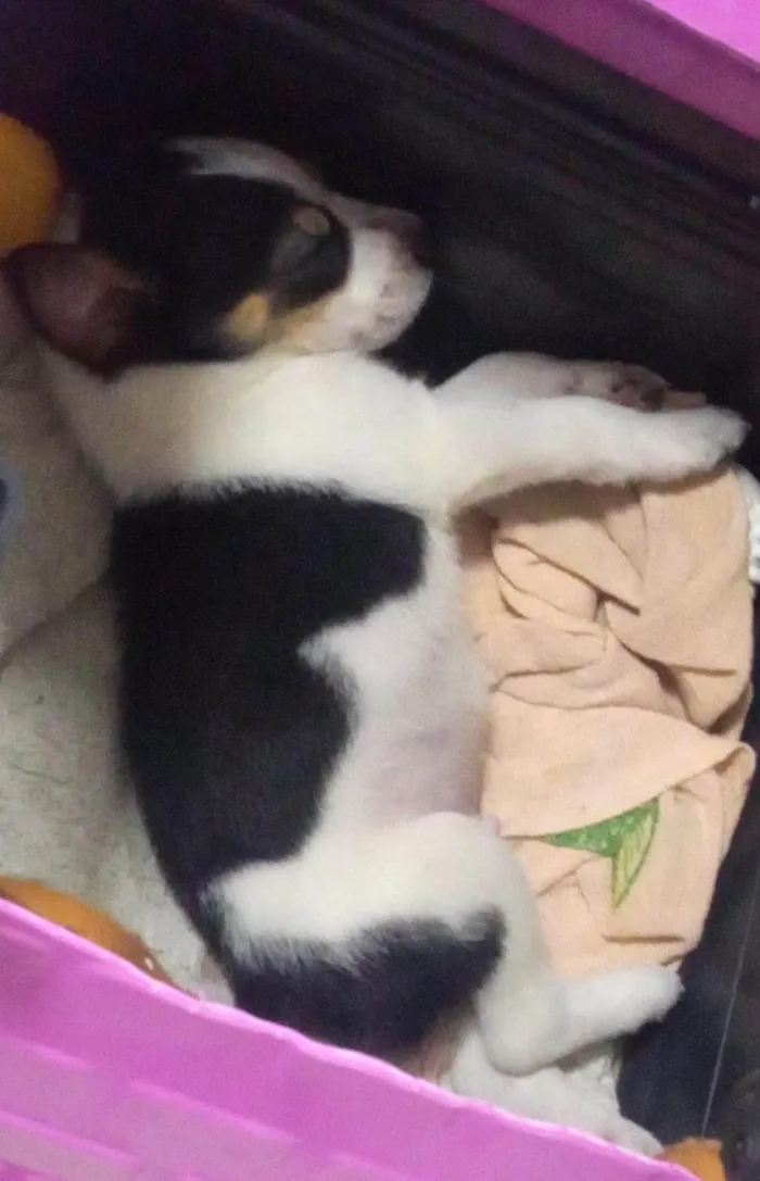 Cachorro ra a SRD-ViraLata idade Abaixo de 2 meses nome Ainda sem nome
