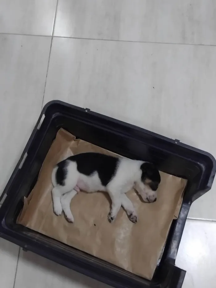 Cachorro ra a SRD-ViraLata idade Abaixo de 2 meses nome Ainda sem nome