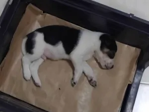 Cachorro raça SRD-ViraLata idade Abaixo de 2 meses nome Ainda sem nome