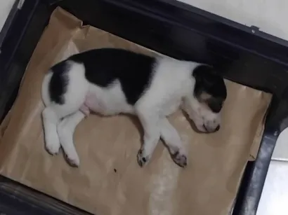 Cachorro raça SRD-ViraLata idade Abaixo de 2 meses nome Ainda sem nome