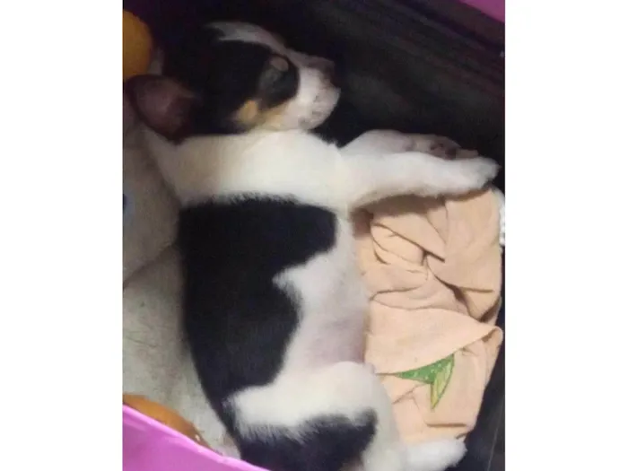 Cachorro ra a SRD-ViraLata idade Abaixo de 2 meses nome Ainda sem nome
