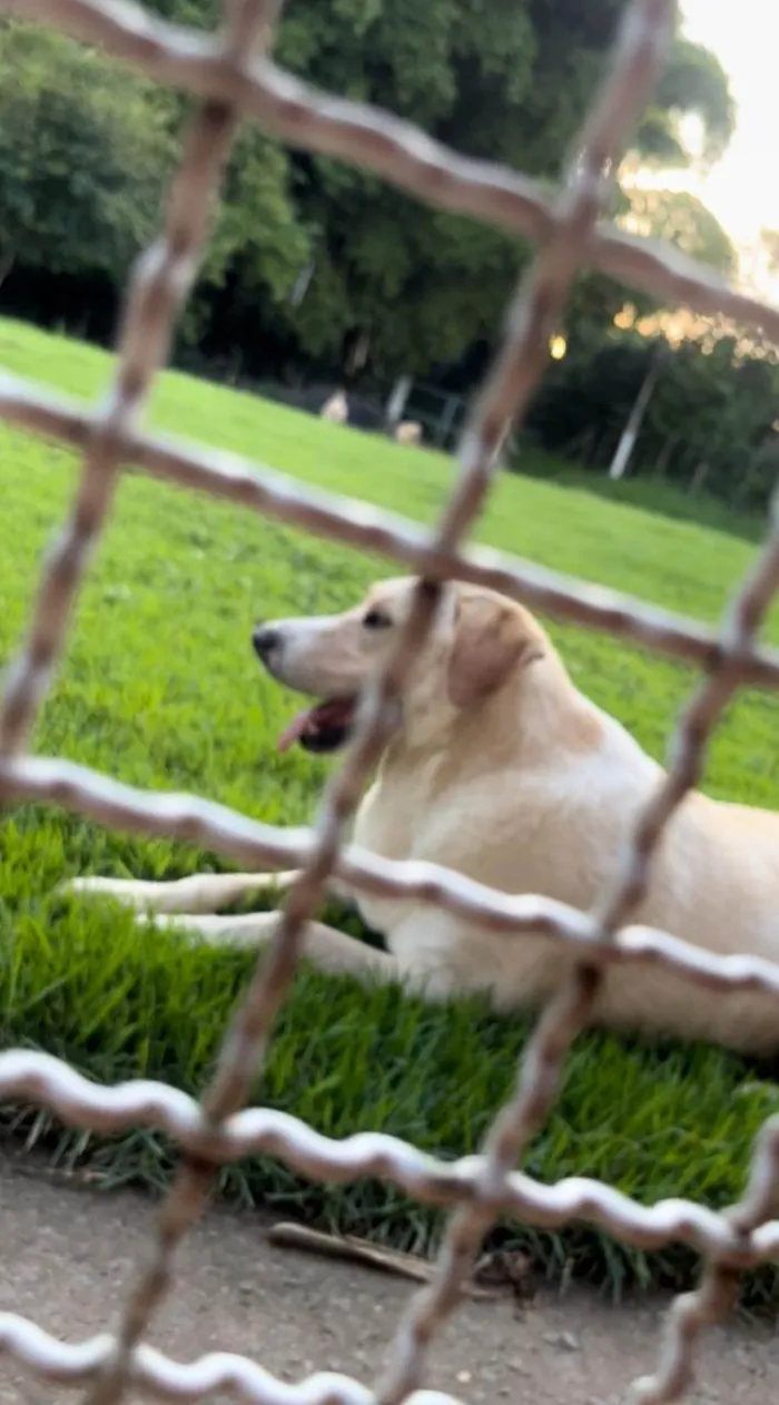 Cachorro ra a Labrador idade 5 anos nome Sputnik